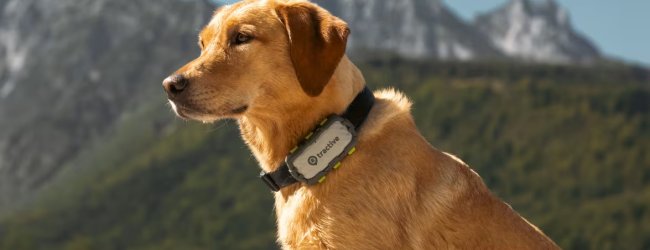 A dog wearing a Tractive GPS tracker
