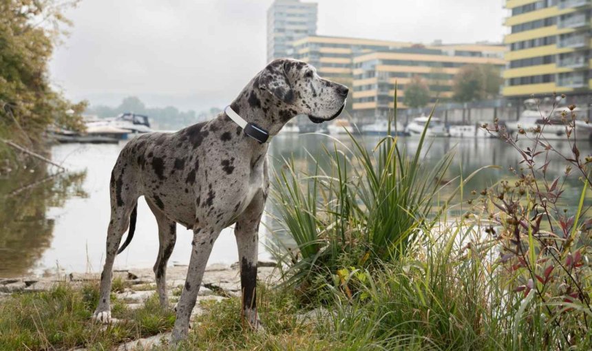 Ein Hund trägt einen Tractive GPS & Health Tracker