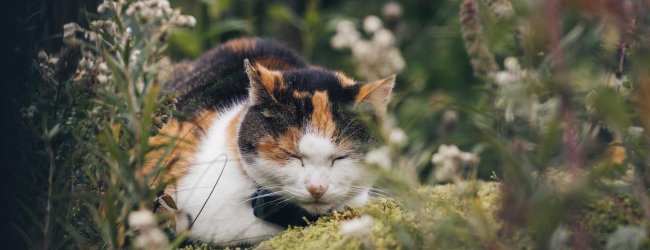 Eine Katze trägt einen Tractive GPS & Health Tracker