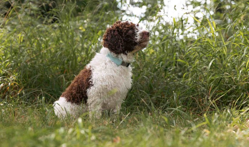 A brown and wite dog wearing a Tractive device