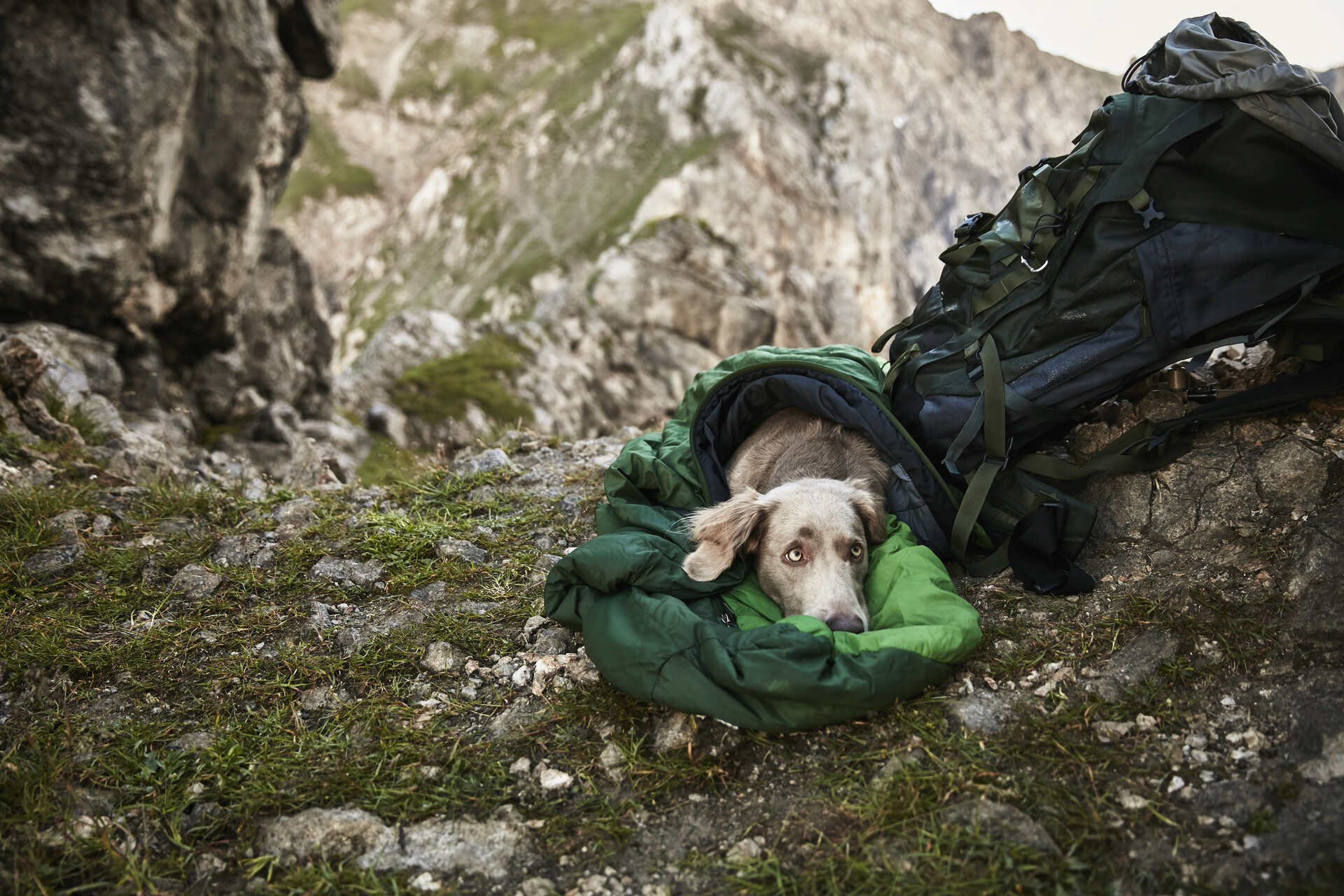 A dog nestled in a sleeping bag in the mountains