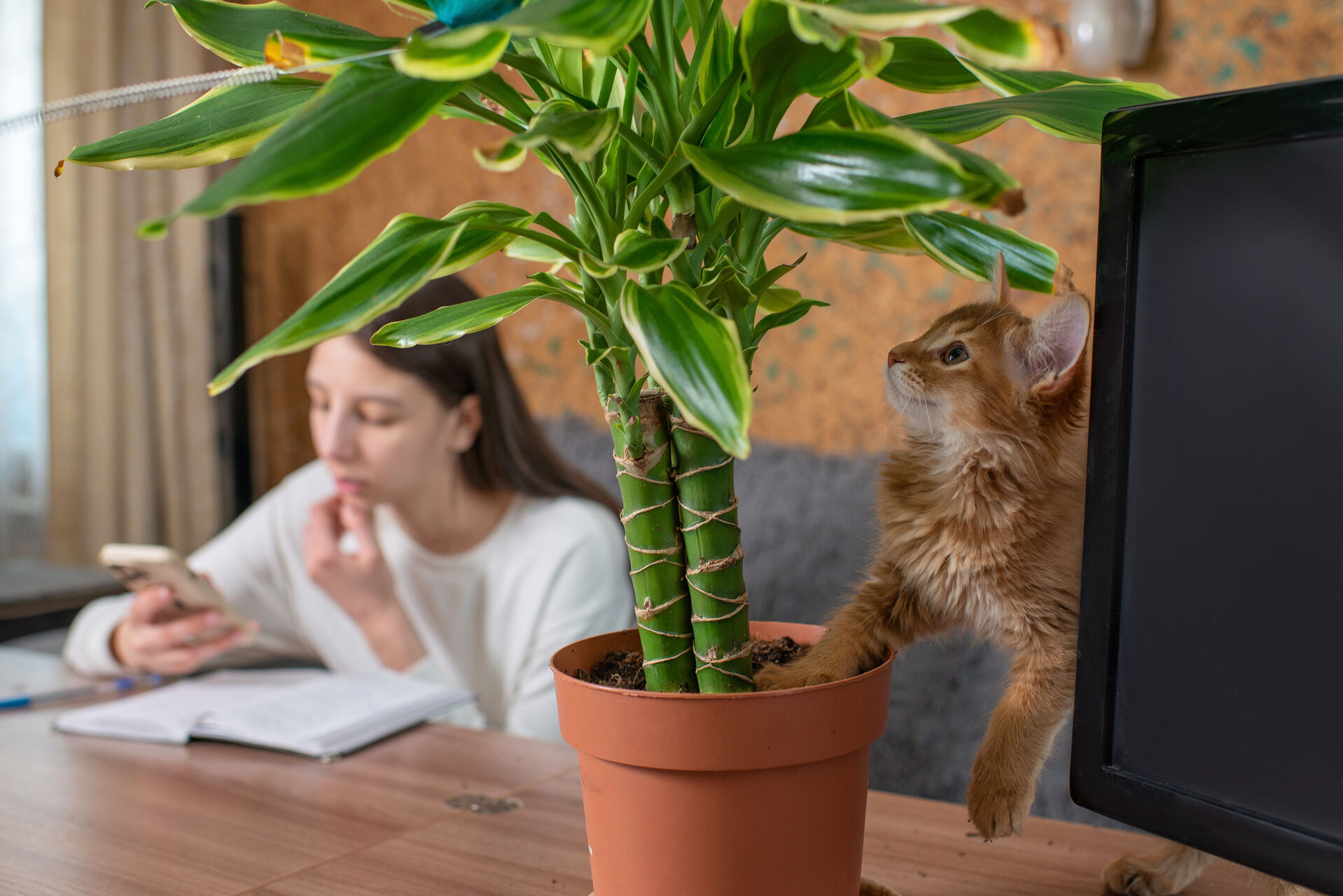 A cat sniffing a plant while a woman checks her phone in the background