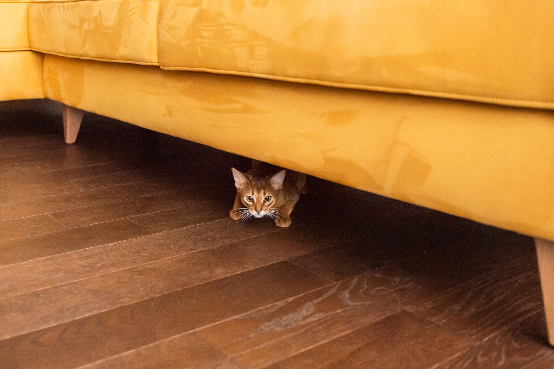 A cat hiding under a sofa indoors