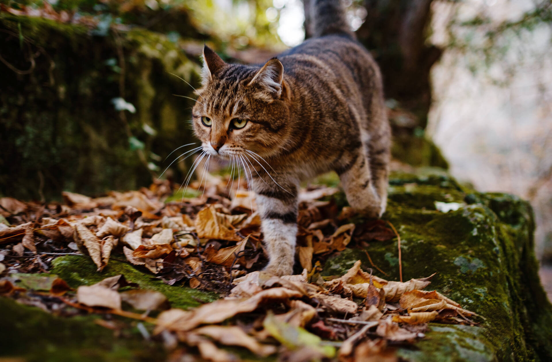 An outdoor cat exploring their territory