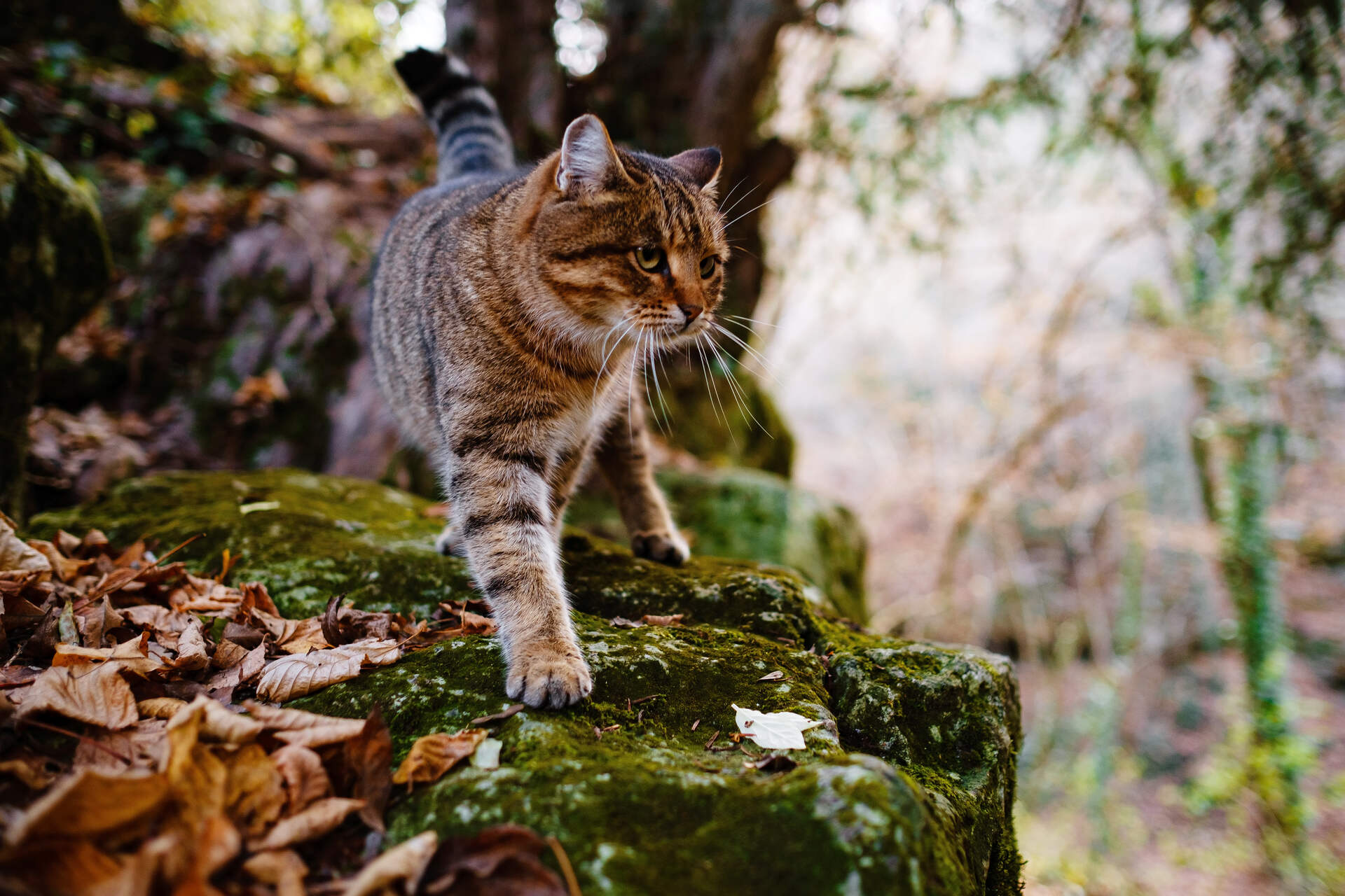 A cat exploring its territory outdoors