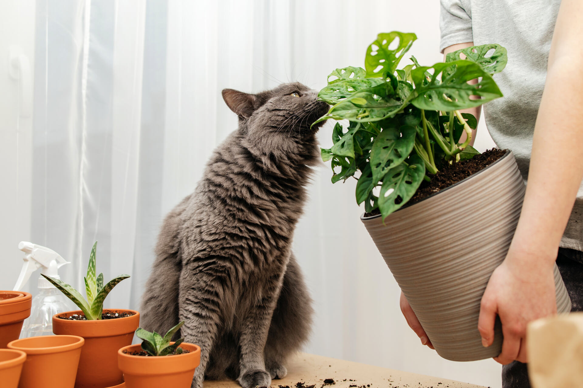 A cat sniffing a fake monstera plant
