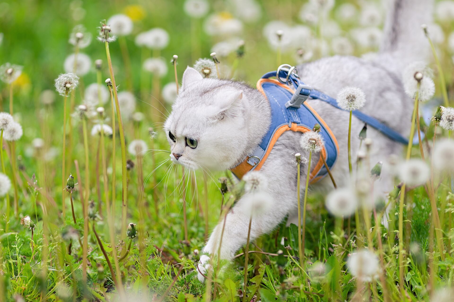 A cat walking in a field of dandelions wearing a harness and leash