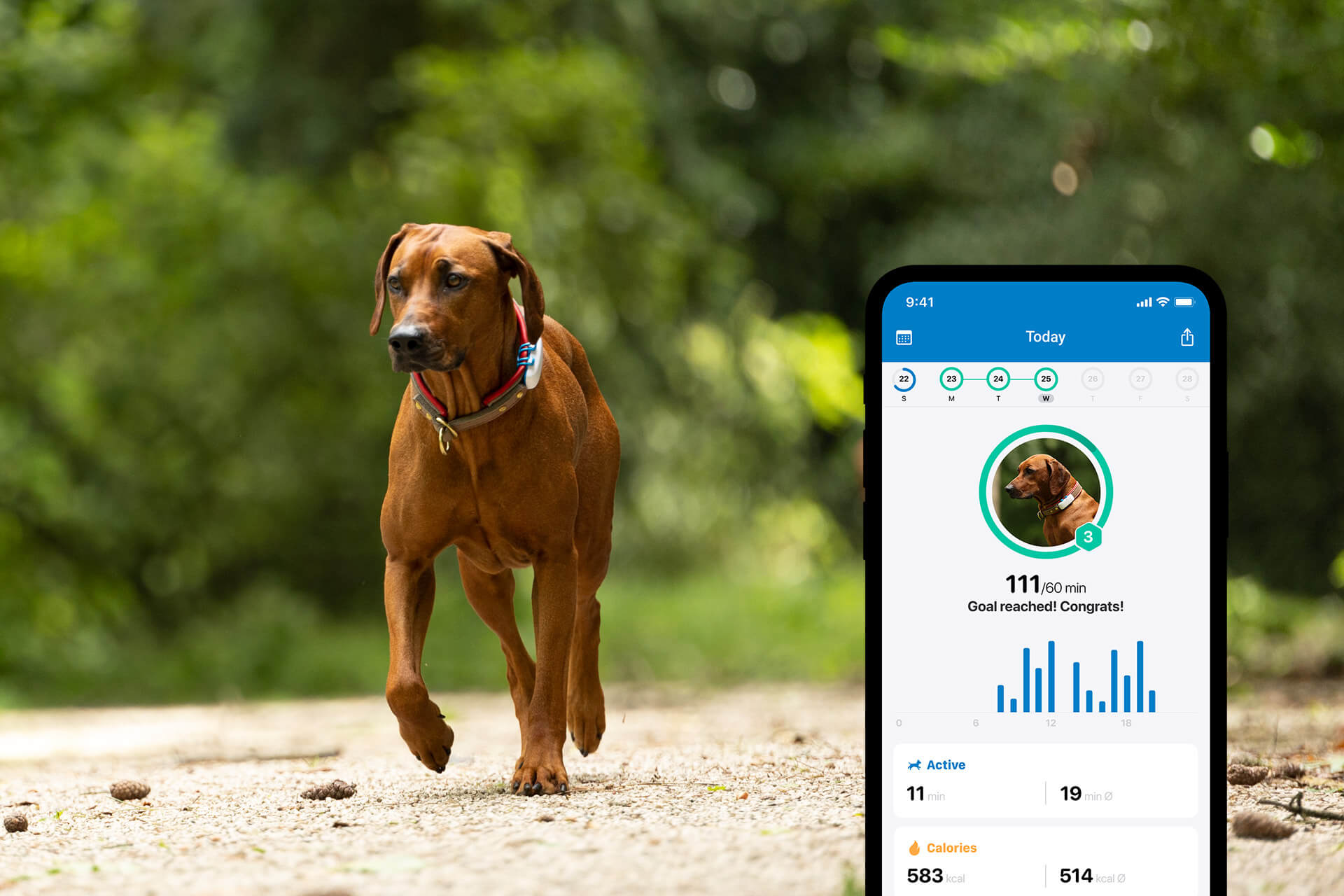 Brauner Hund trägt Tractive Tracker auf einem Waldweg, im Vordergrund App-Screen mit geöffnetem Aktivitätstracking