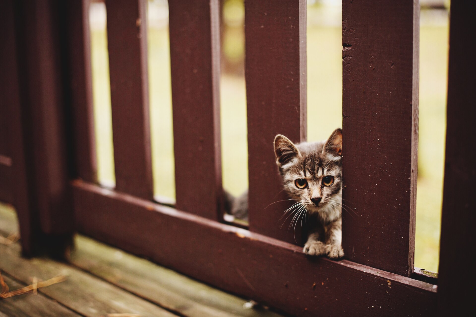 A cat sneaking out through a wooden fence