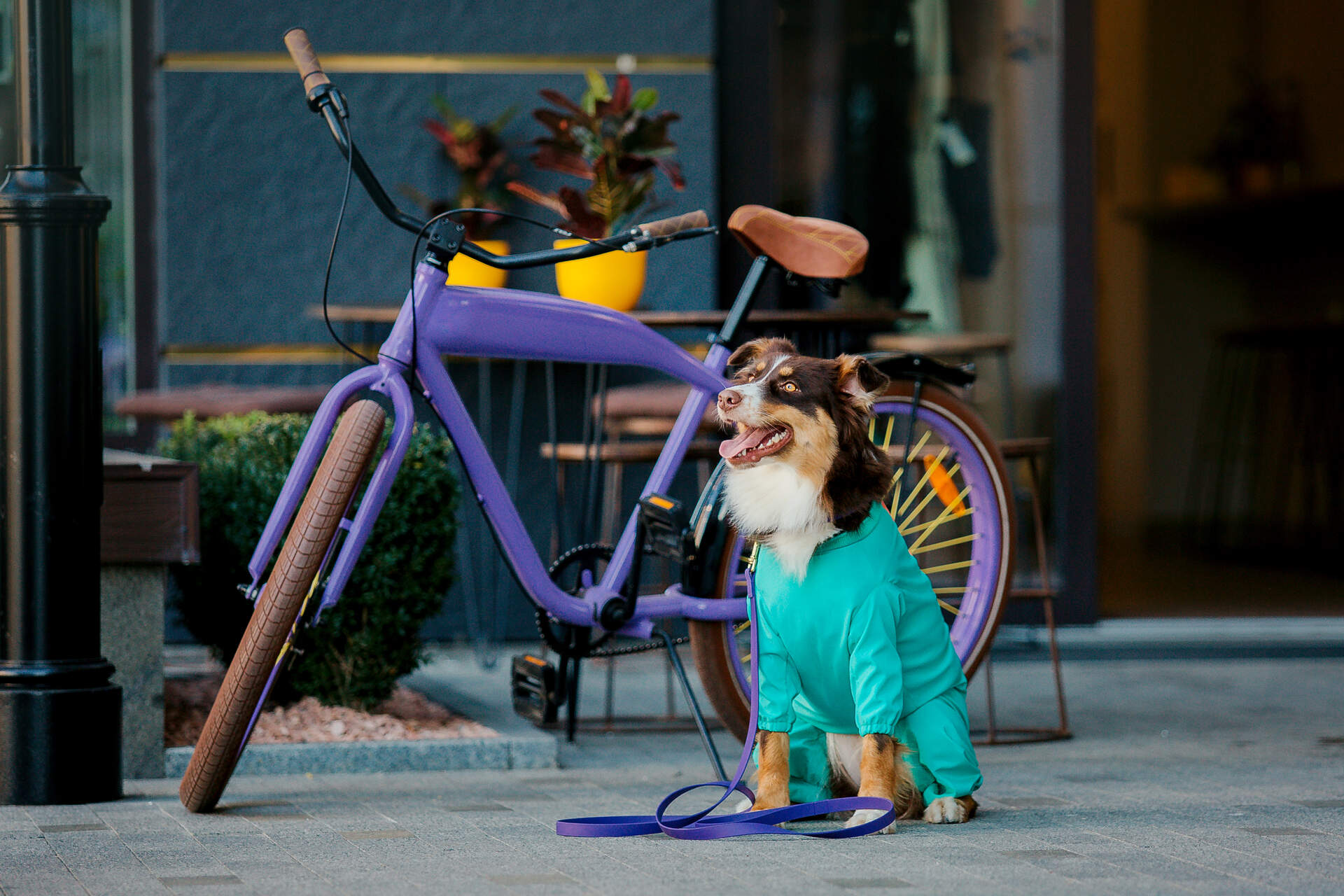 A dog sitting next to a bike in a city