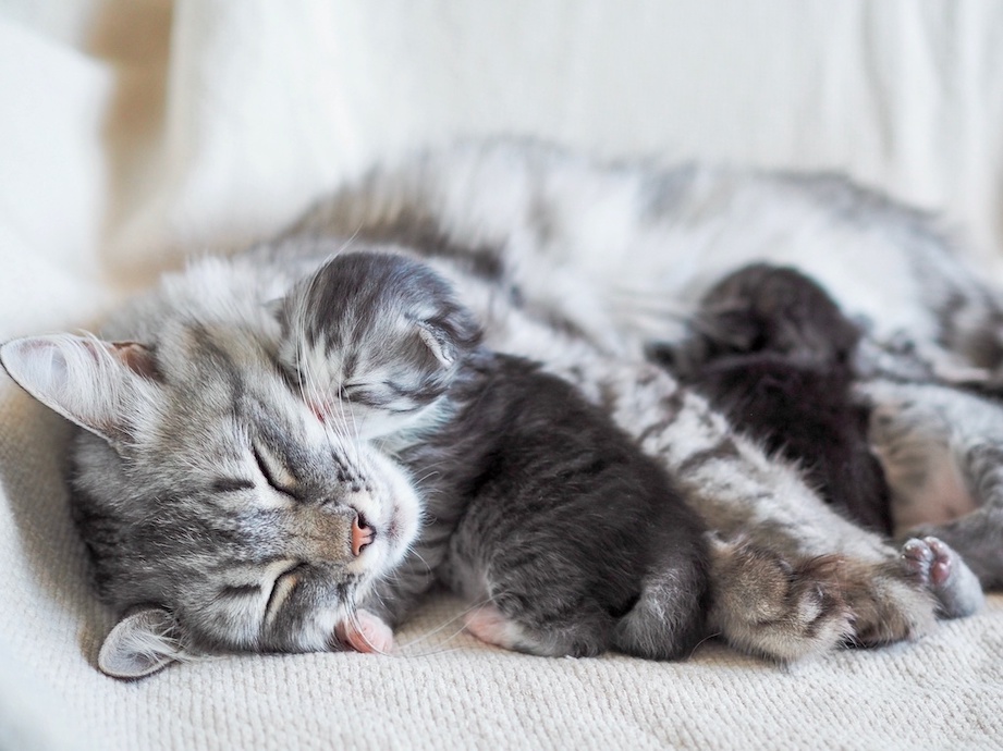 Graue Katzenmama mit grauen Babykatzen an sich gekuschelt