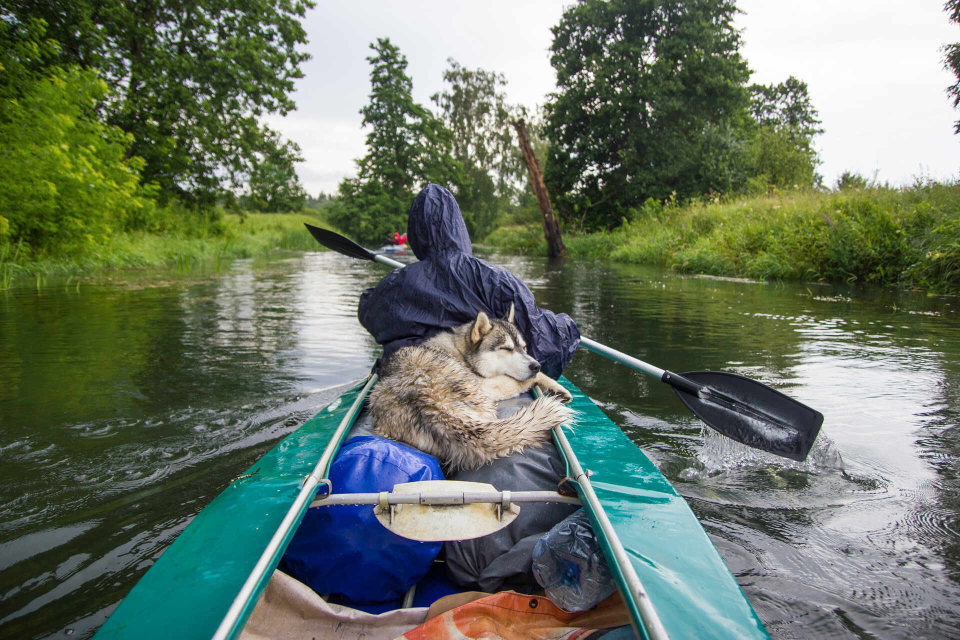 A man canoeing in a river with a dog 