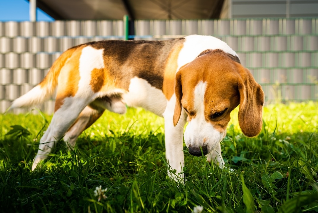 Beagle frisst Gras