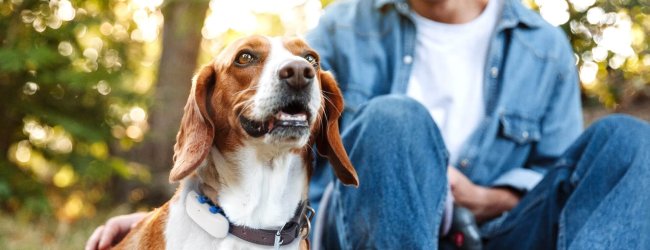 beagle dog with a white tractive GPS tracker on collar outside with a man sitting behind