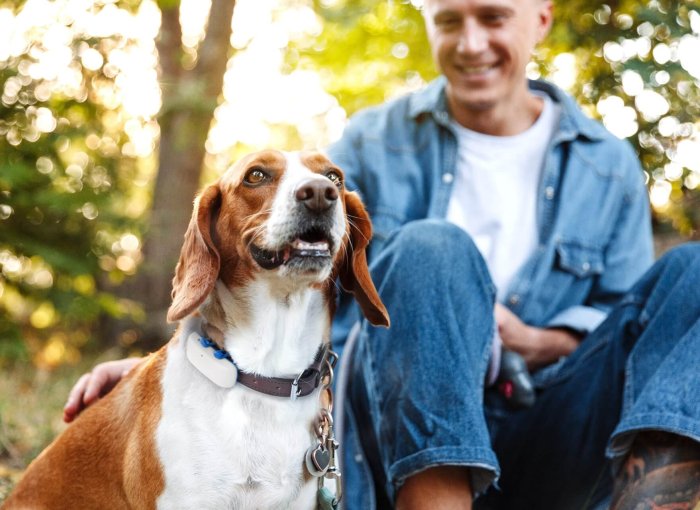 beagle dog with a white tractive GPS tracker on collar outside with a man sitting behind