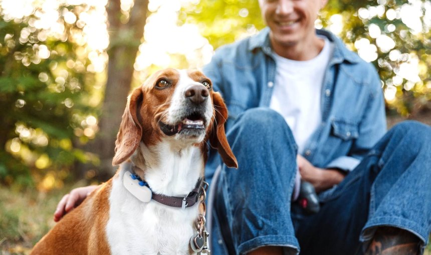 beagle dog with a white tractive GPS tracker on collar outside with a man sitting behind