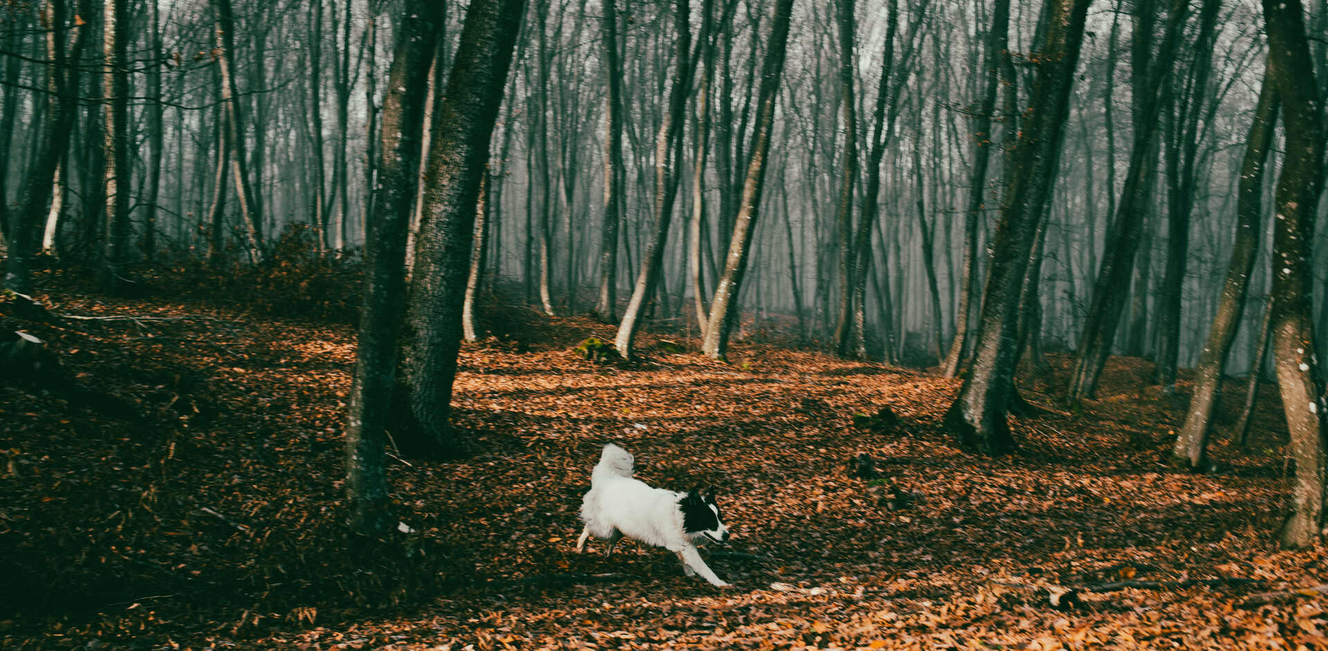 A dog running off into the woods