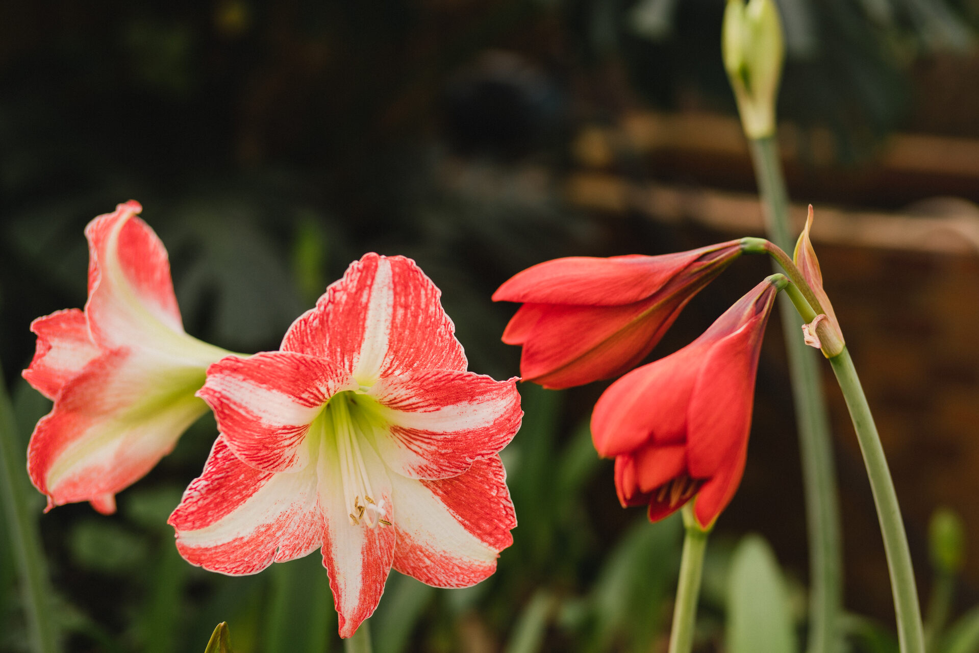 Red amaryllis flowers blooming outdoors