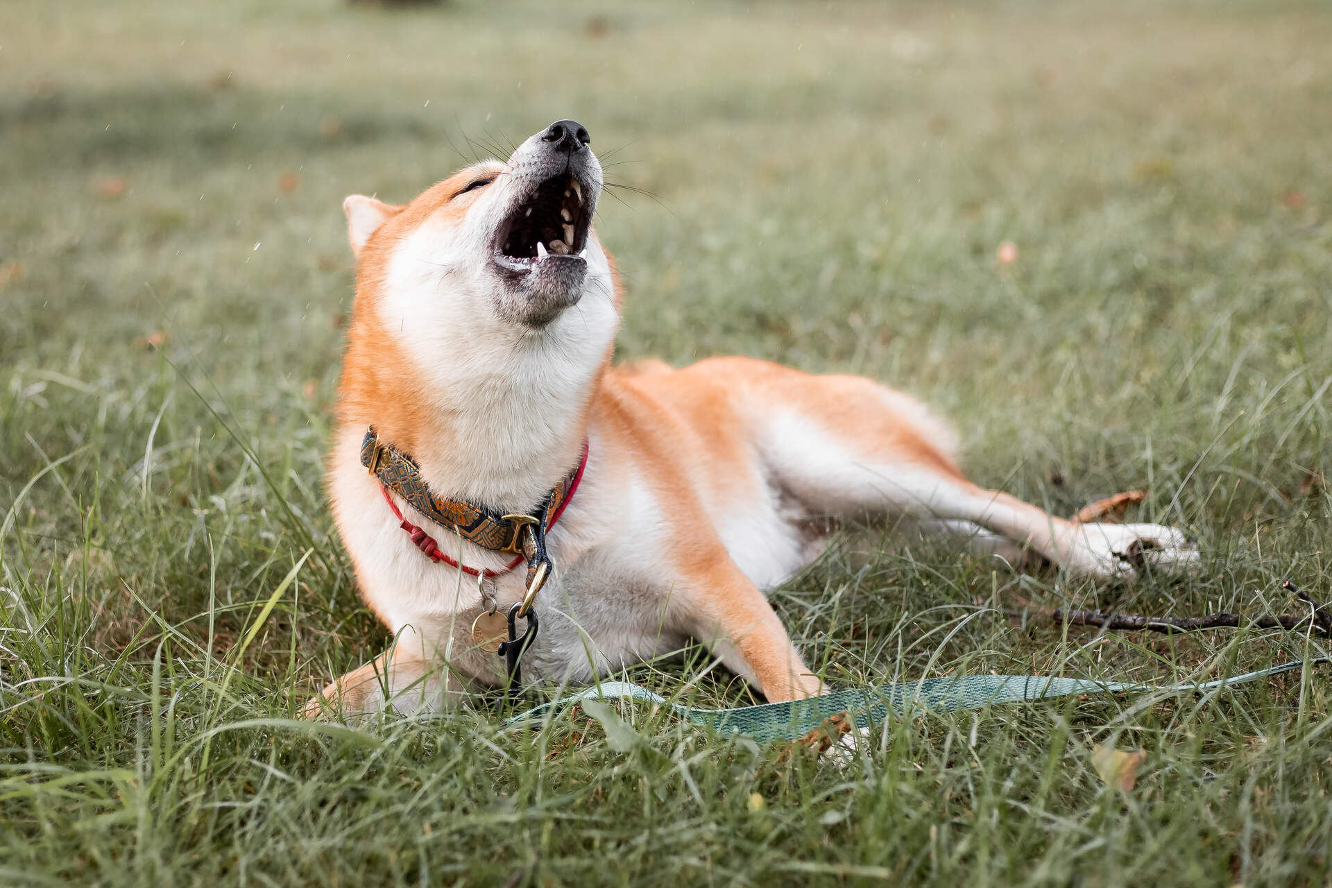 A dog coughing in the grass