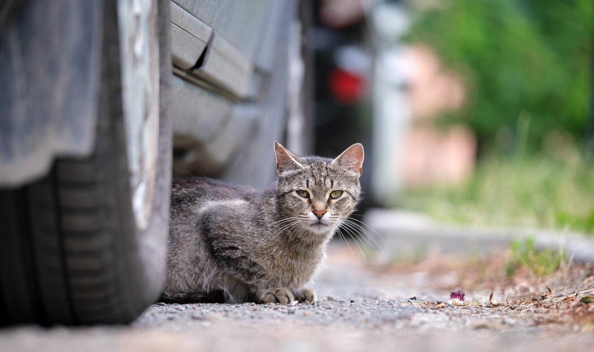 A cat hiding under a car