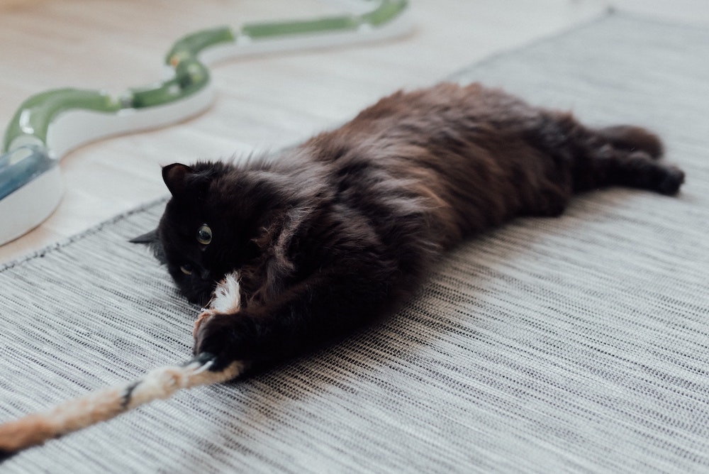 Schwarze Katze liegt am Boden und krallt sich an einem Spielzeug fest