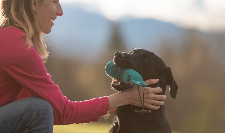 A black labrador playing with a woman outdoors
