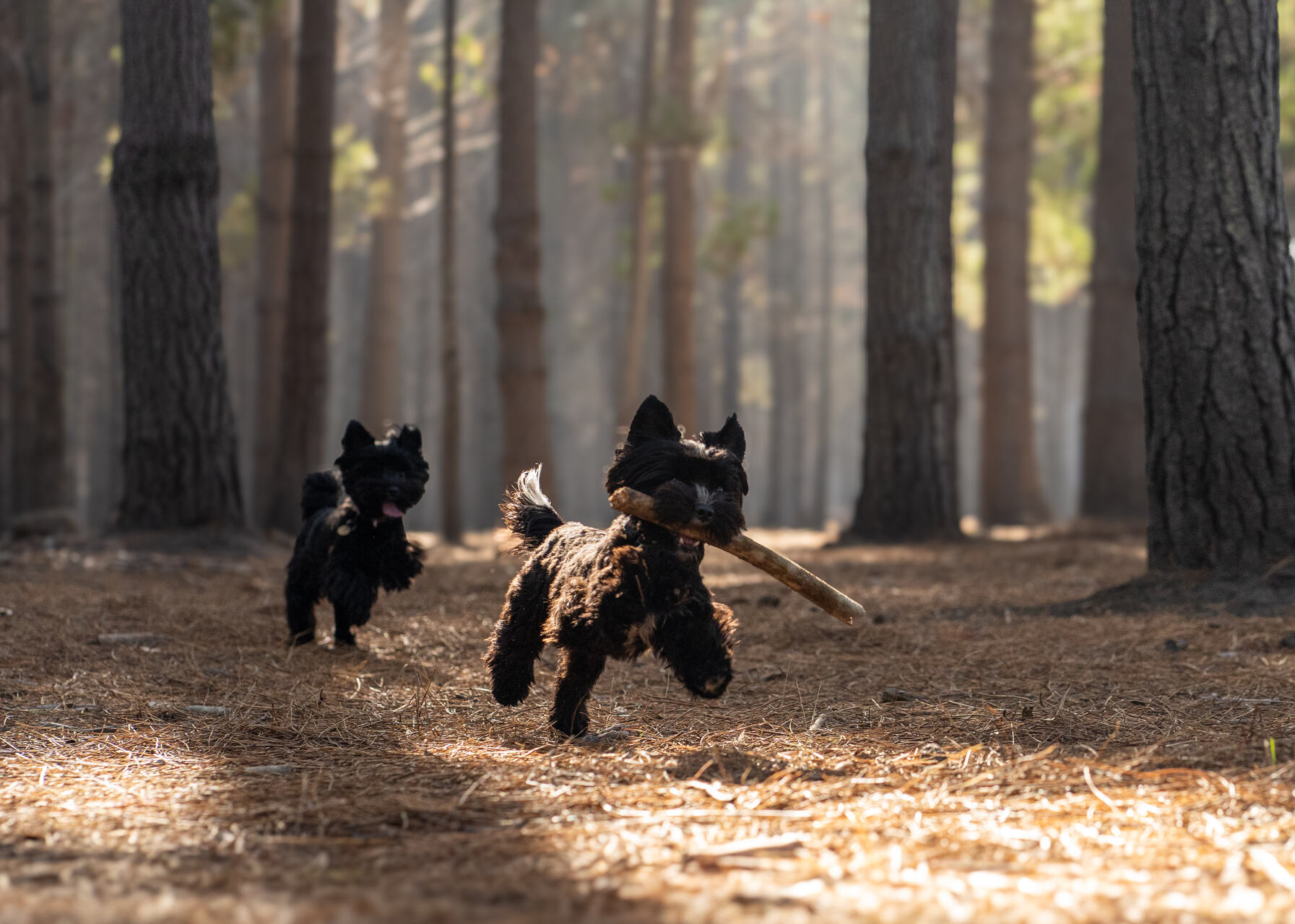 Two dogs running off from a campsite into the woods