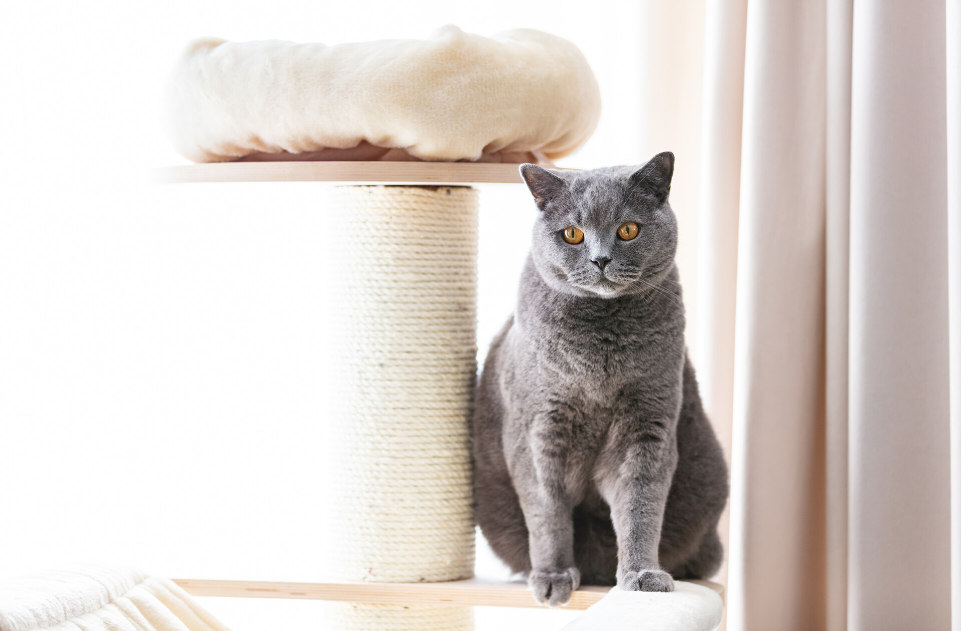 A cat sitting by a vertical scratching post