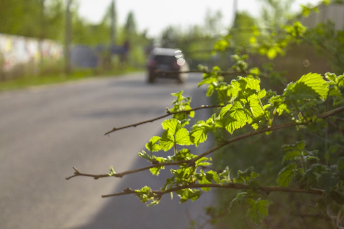 Auto fährt davon auf Straße mit Bäumen gesäumt