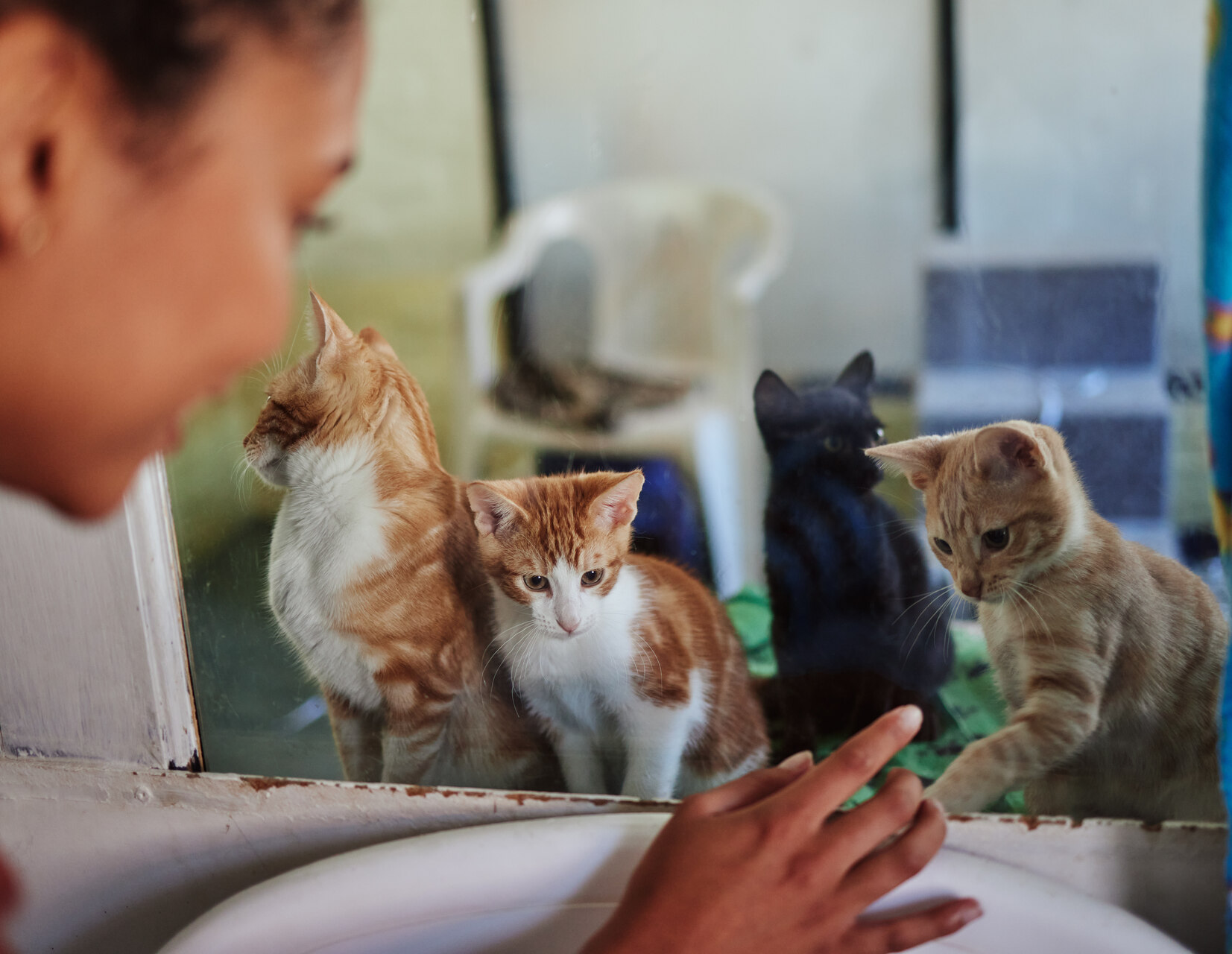 A girl interacting with a kindle of kittens at a shelter