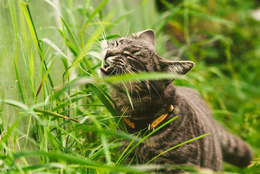 Graue Katze sitzt im Garten und Knabbert an einem hohen Grashalm