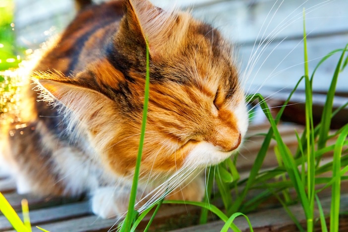 Rötliche Katze knabbert an Gras auf einer Terrasse