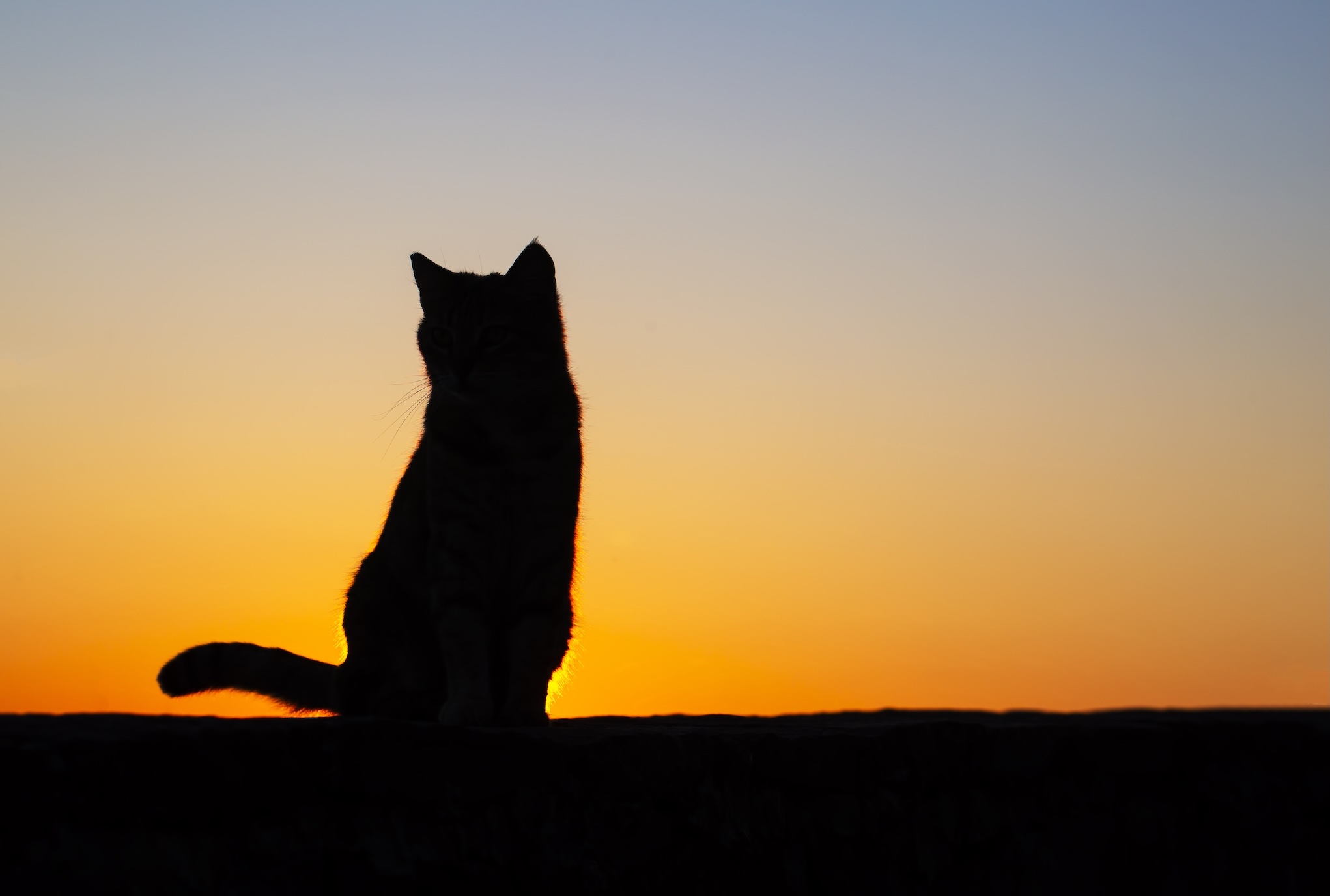 Silhouette von Katze im Sonnenuntergang