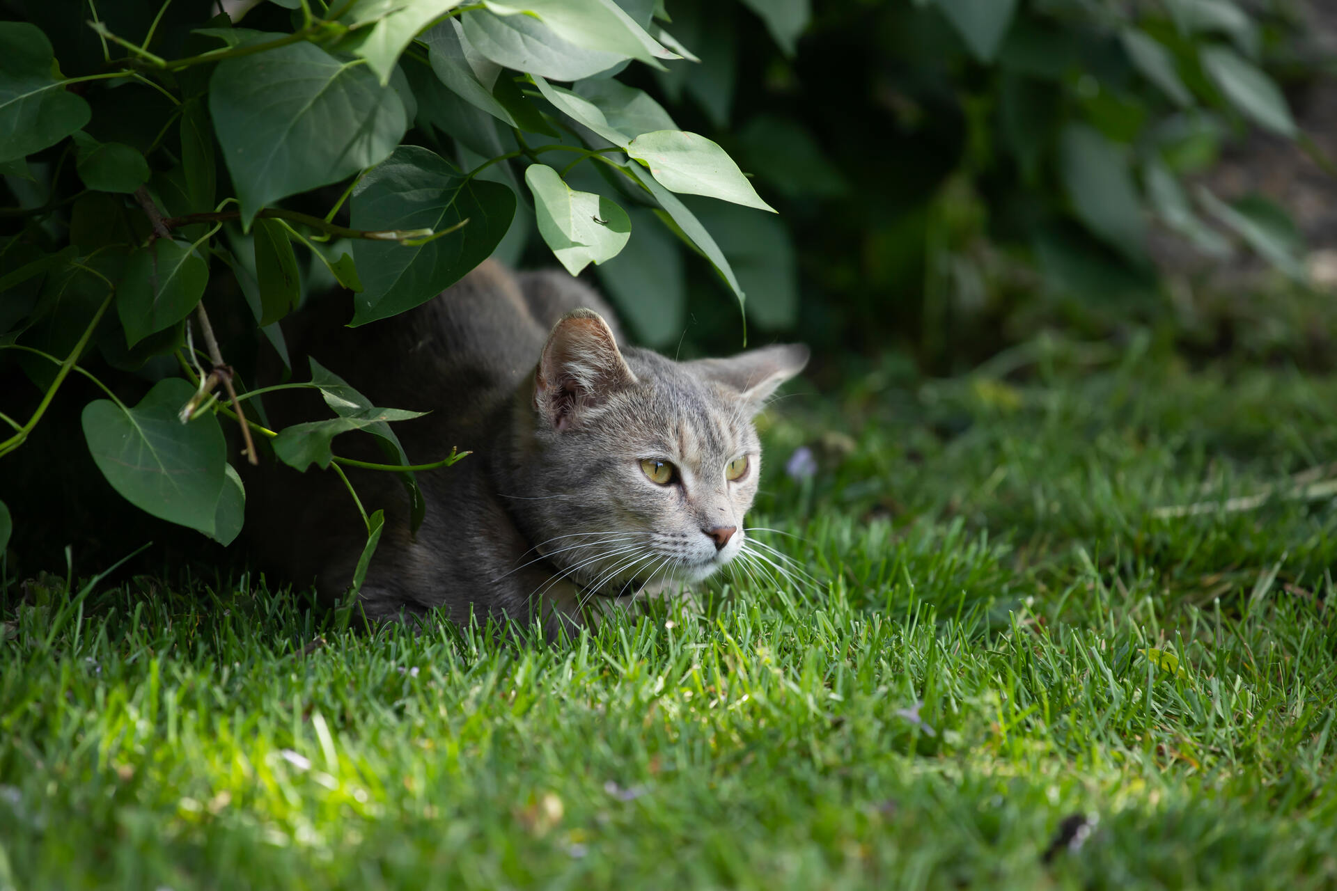 A cat hiding in a bush outdoors