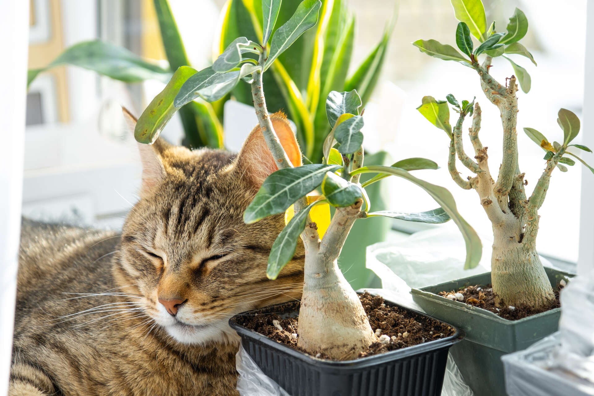 A cat sleeping against an indoor plant