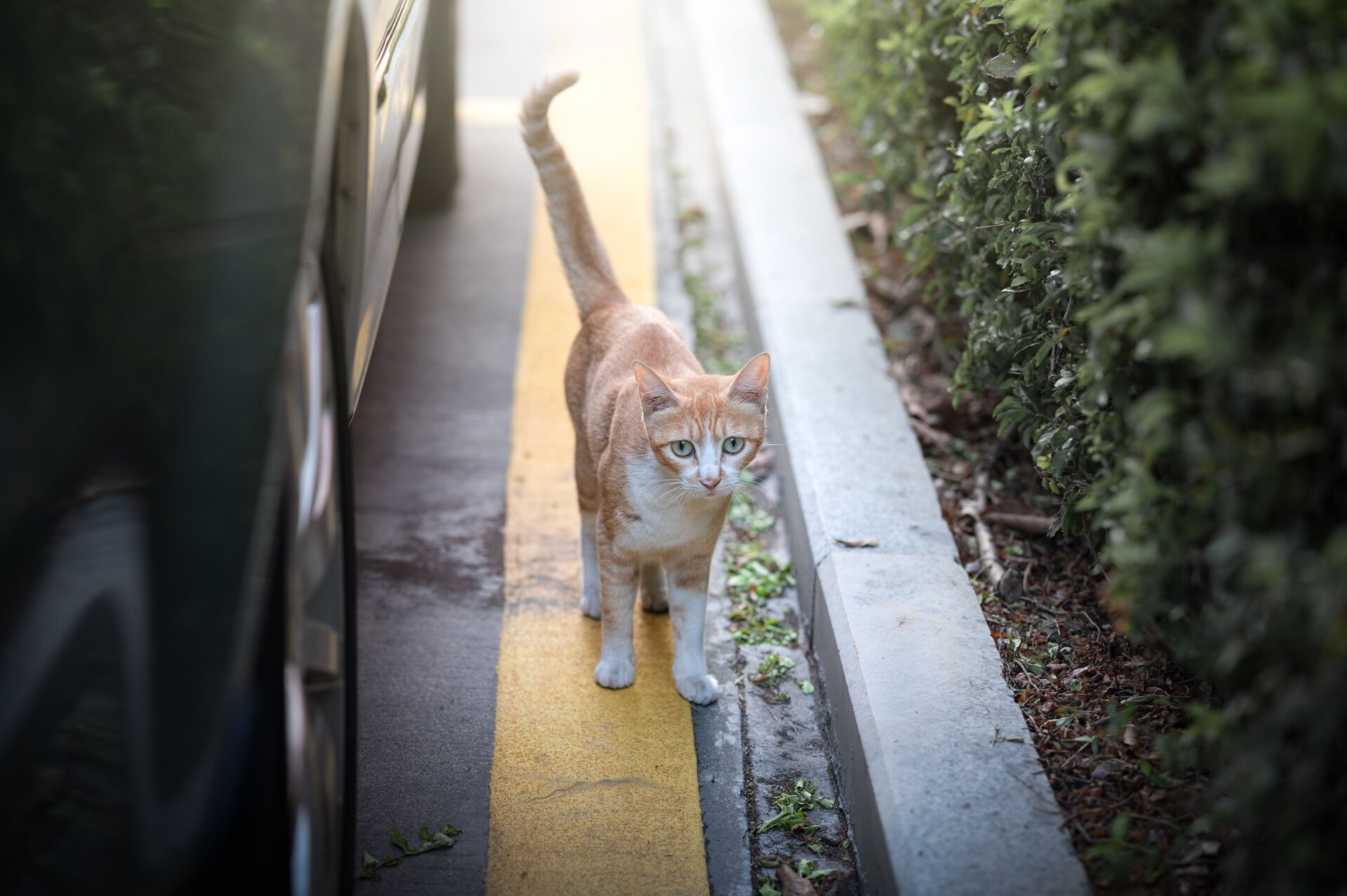 A cat standing in a street by a car