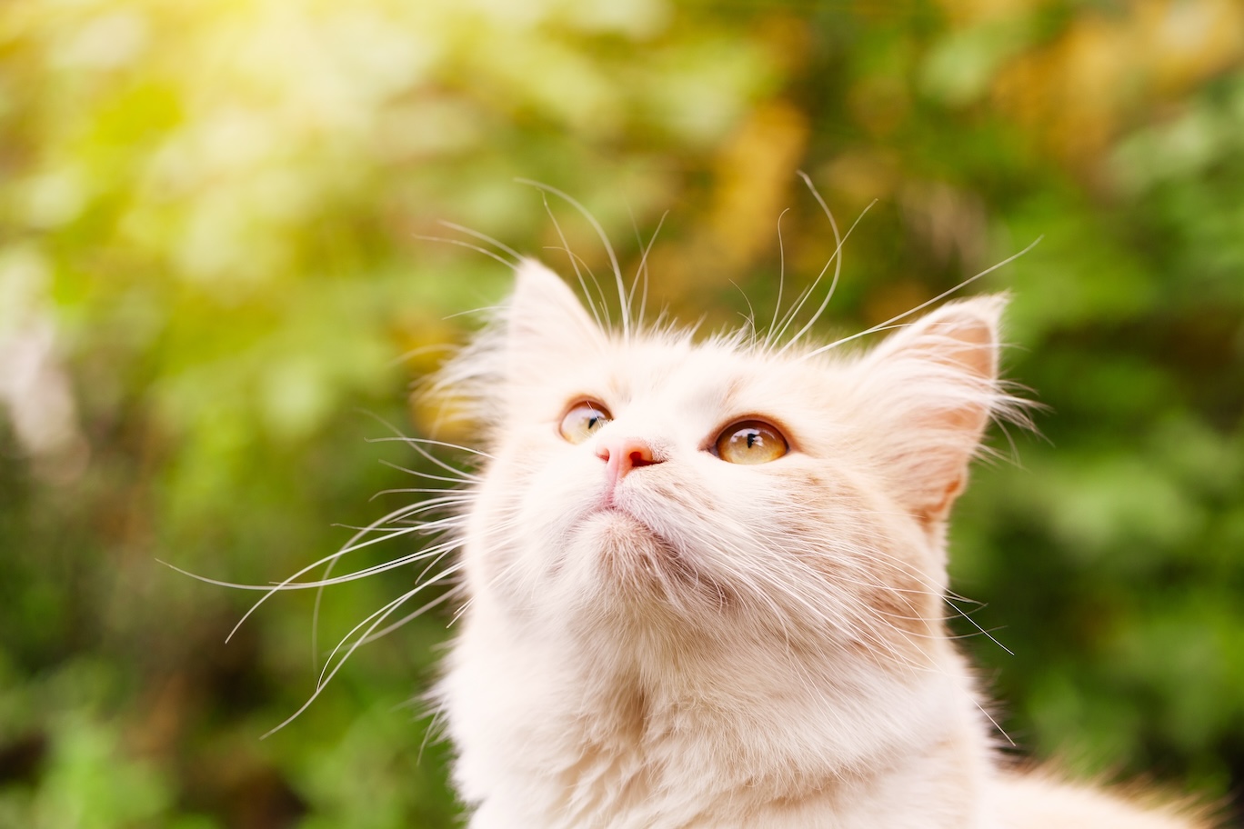 Junge, rötliche Katze in der Sonne