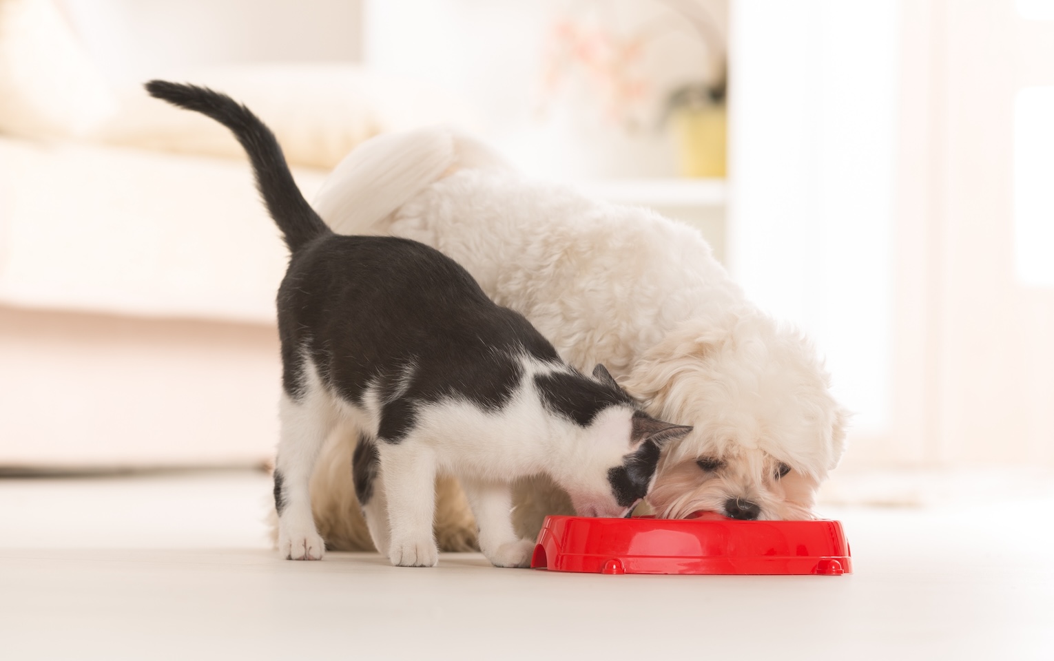 Weißer Hund und schwarz-weiße Katze fressen gemeinsam aus einem Napf