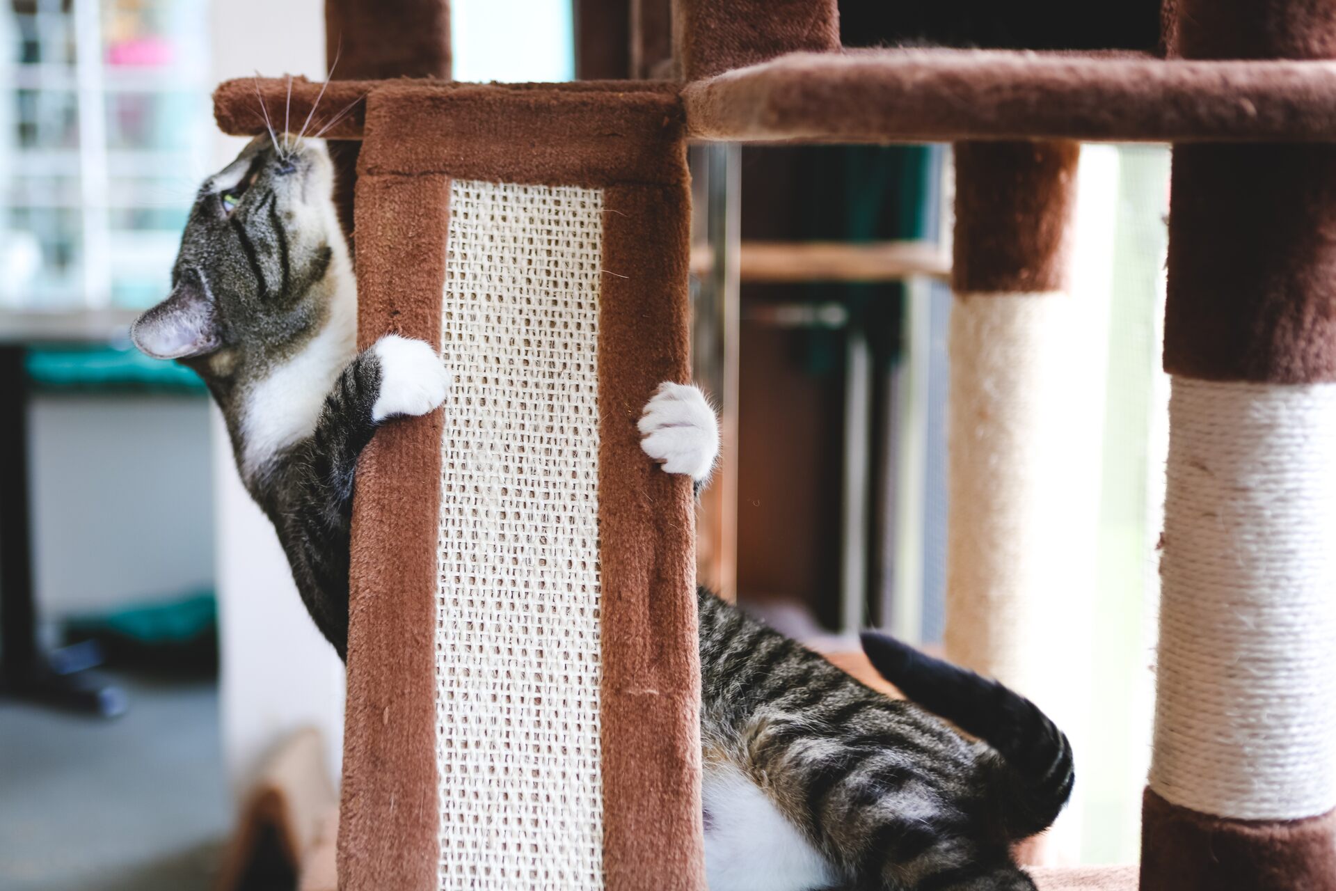 A cat climbing a scratching post