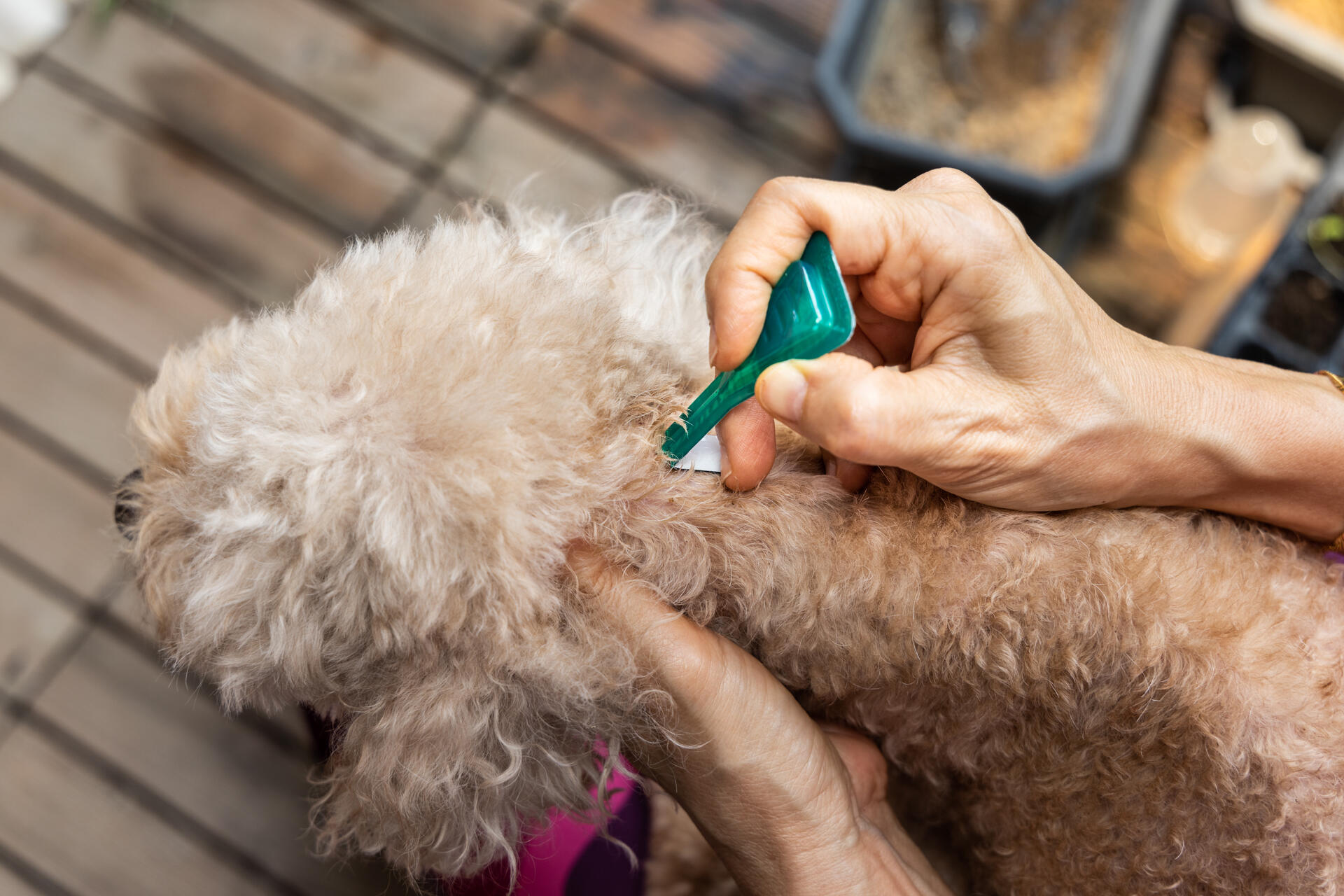 A woman applying tick spray to a dog