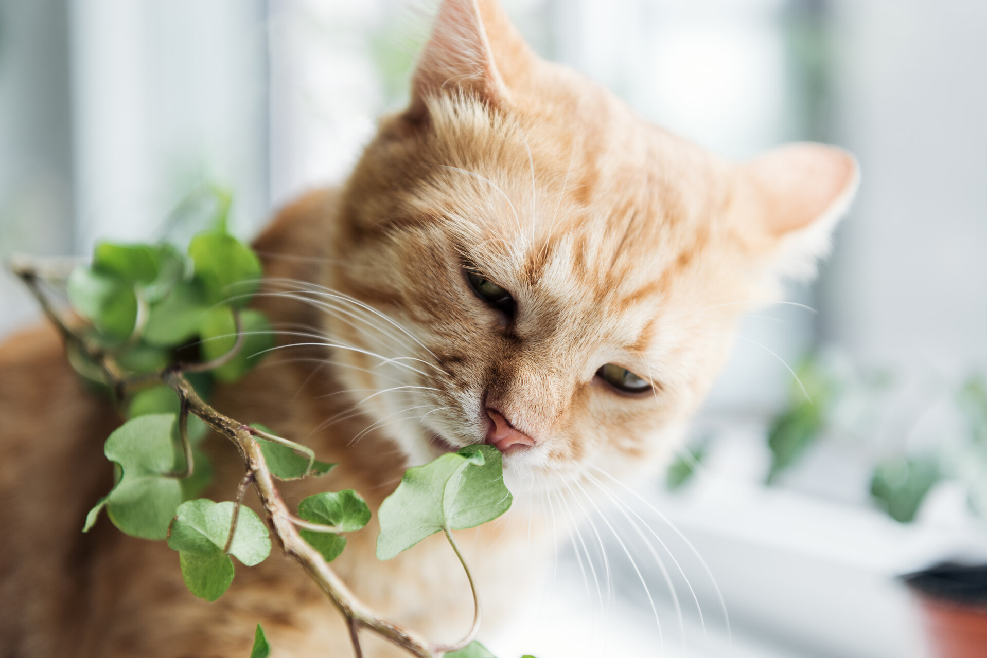 A cat sniffing an indoor plant