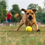 A dog chasing a ball at a park