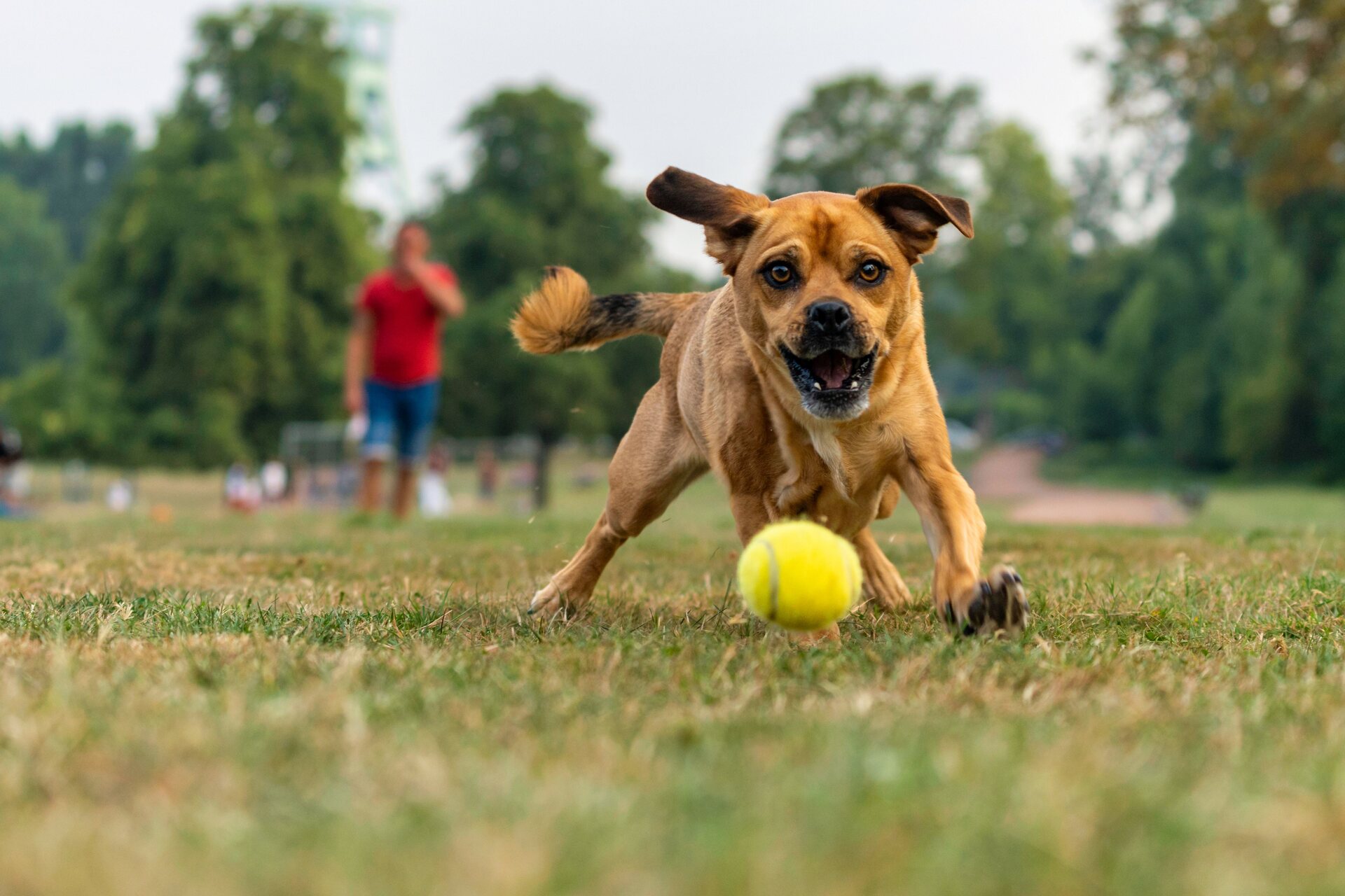 A dog running after a ball at a park
