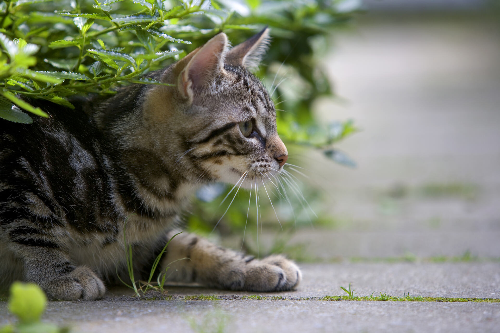 A cat hiding under a bush