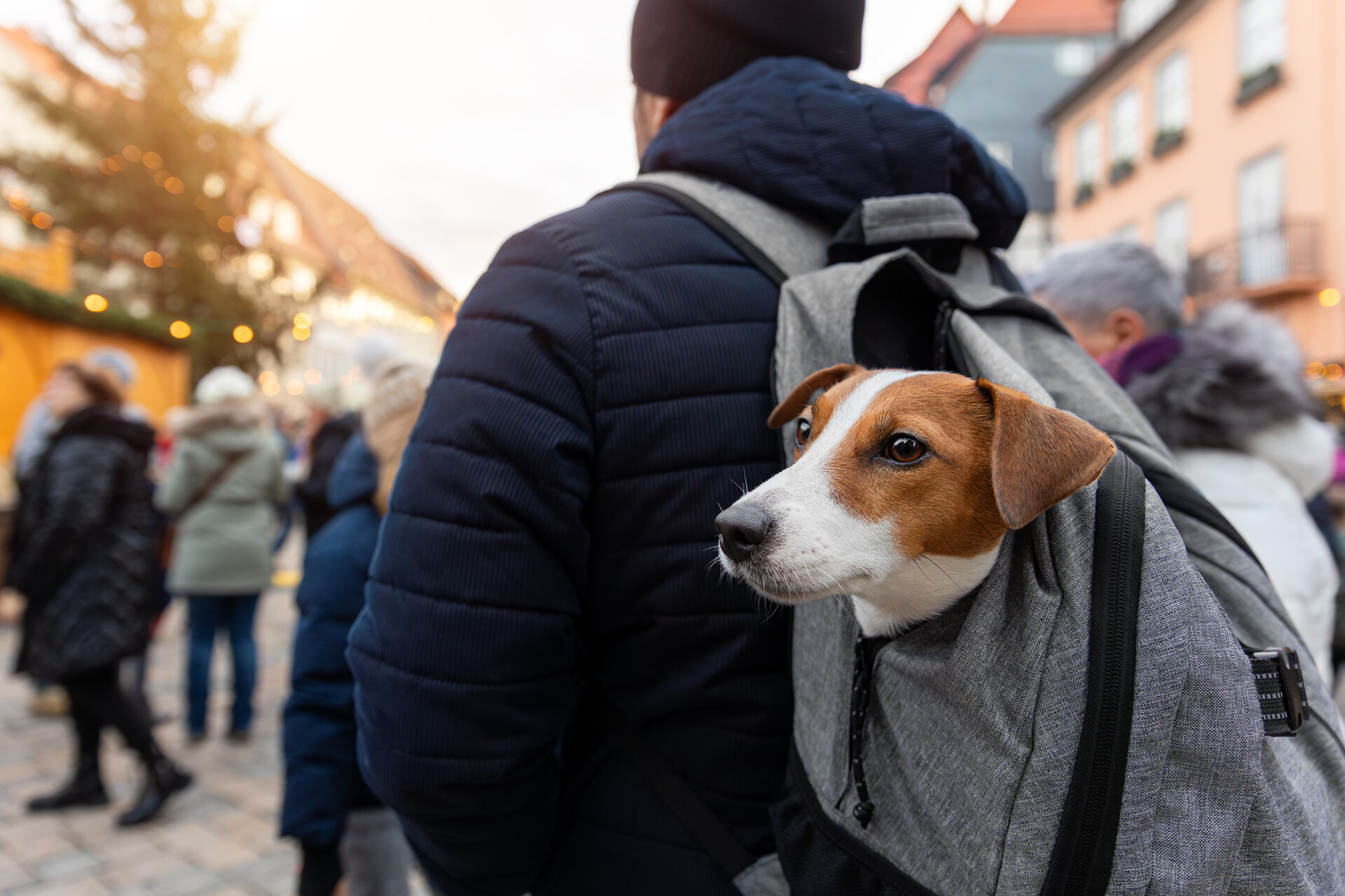 A man carrying a Jack Russell terrier in his backpack