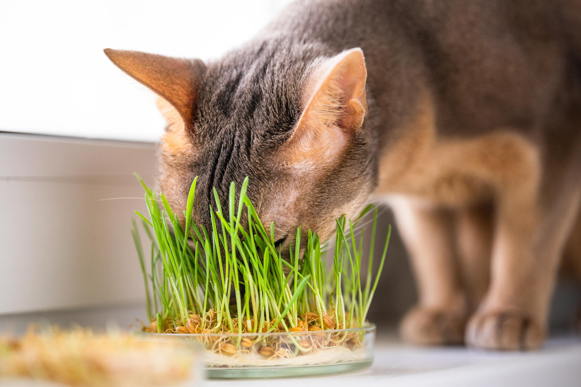 A cat eating grass from a potted plant