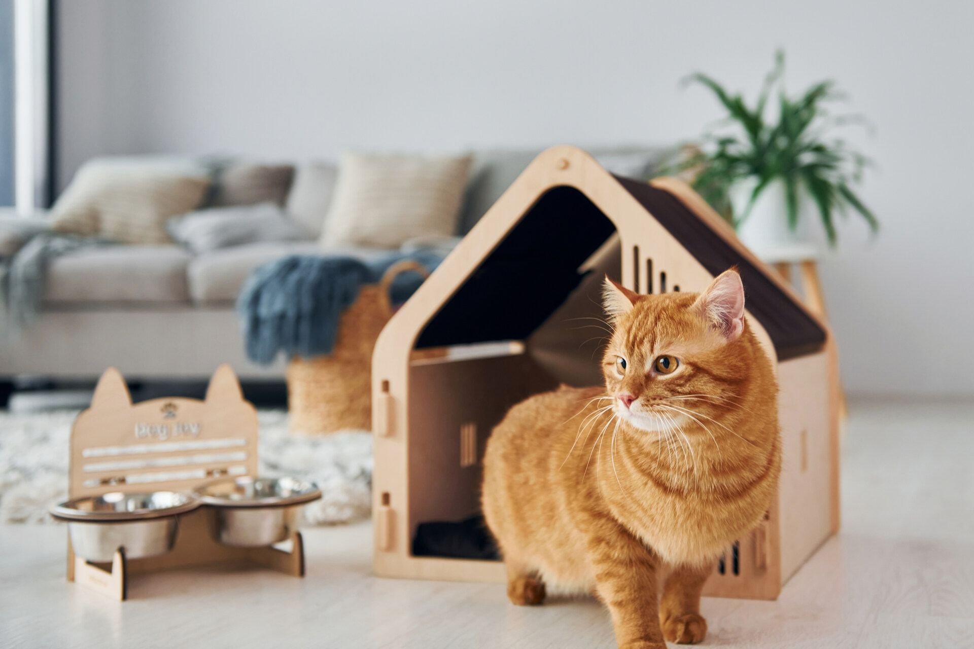 A cat sitting in a safe space indoors