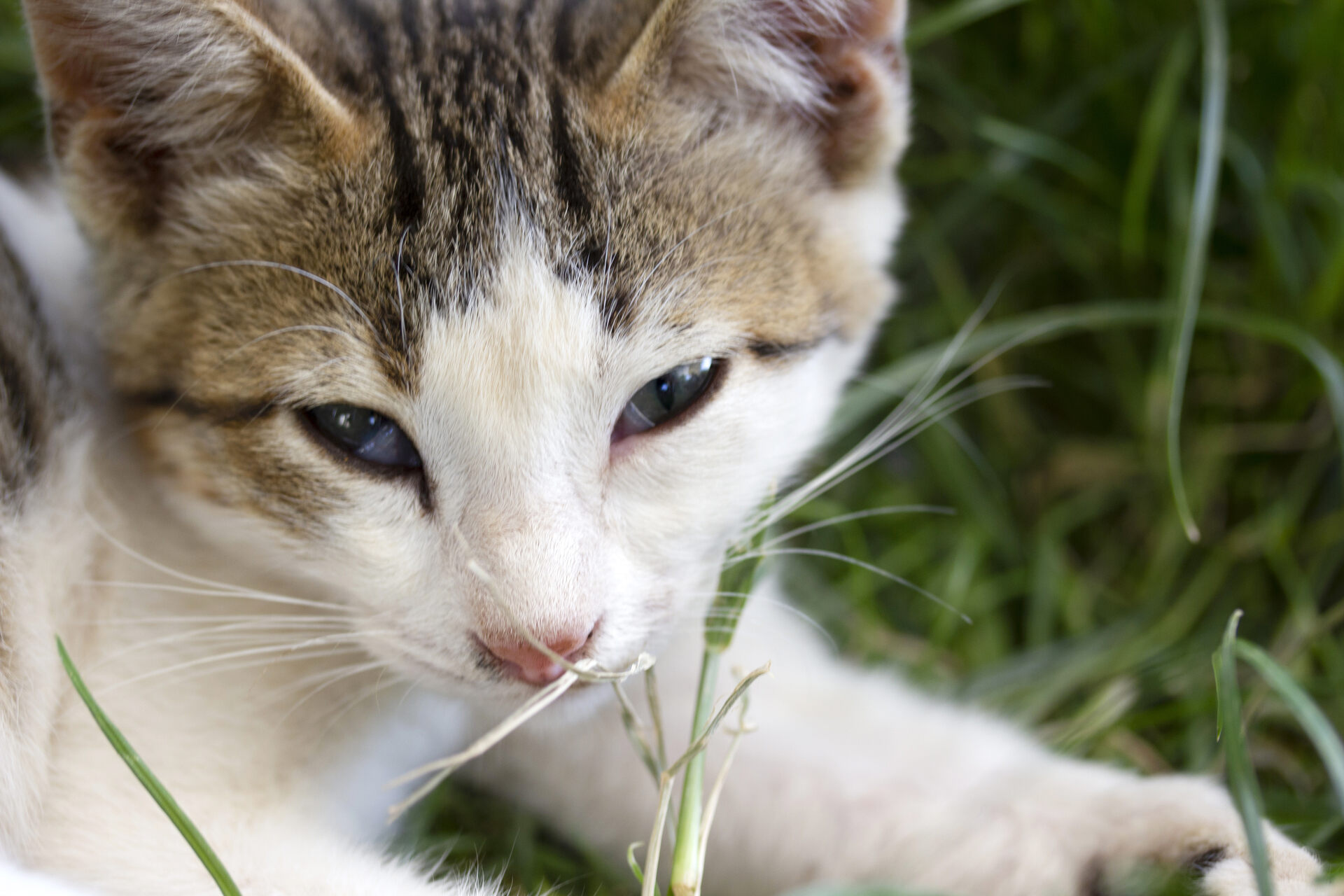 A cat sniffing a blade of grass