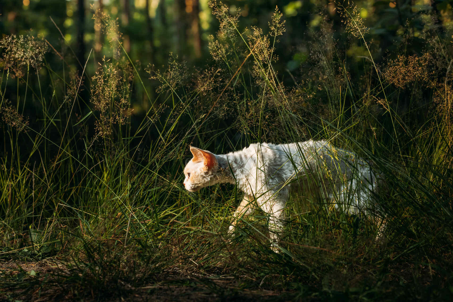 An outdoor cat stalking its prey