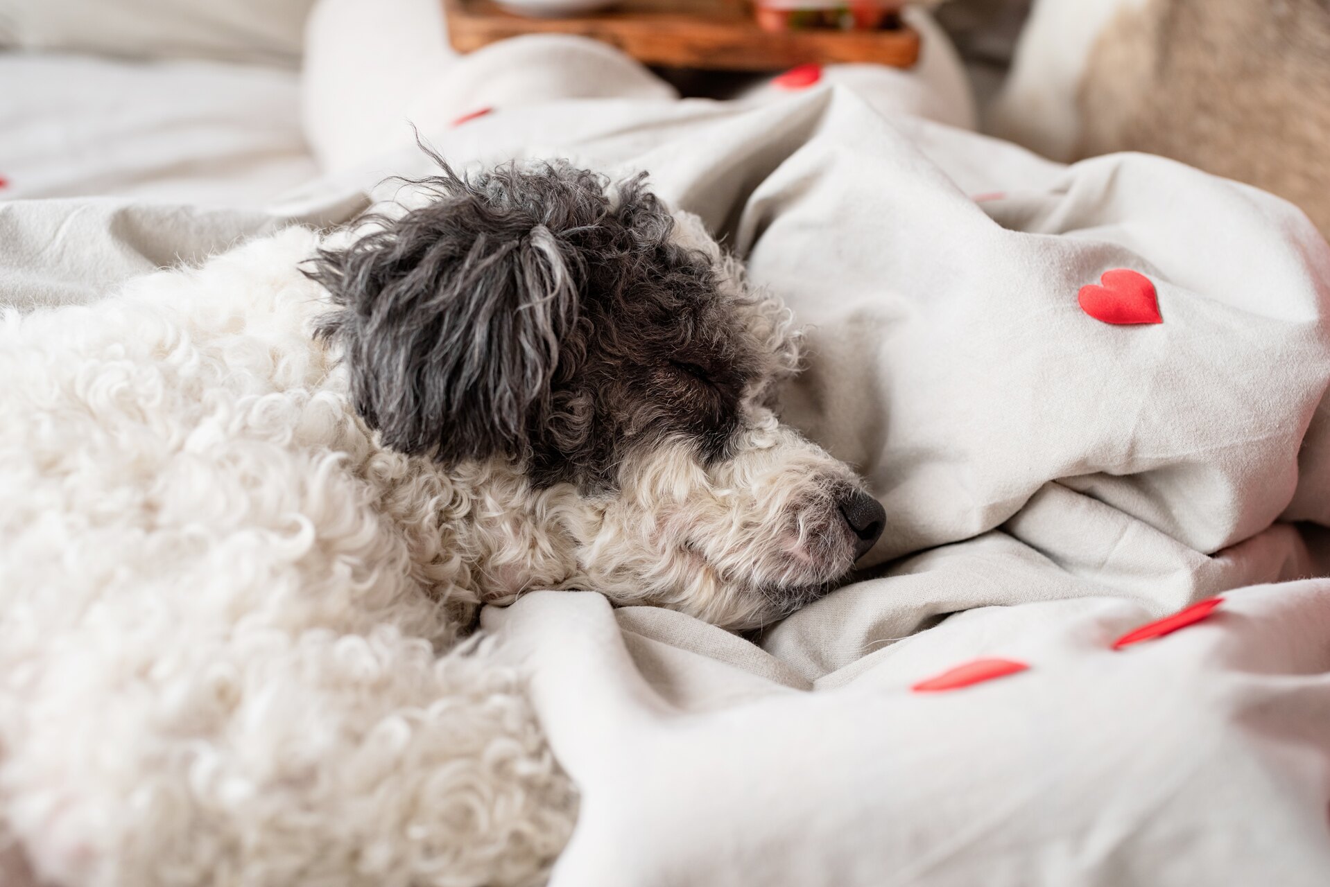 A puppy sleeping on a white blanket